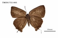 藏品(臺灣灑灰蝶)的圖片